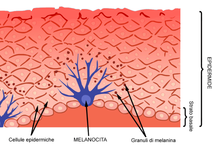 strato superficiale della pelle
